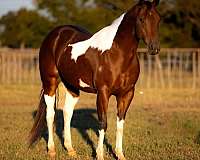 cremello-none-horse