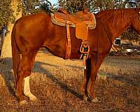 chestnut-blaze-horse