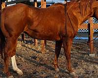 beginner-safe-quarter-horse