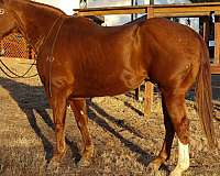 ranch-work-quarter-horse