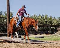 beginner-quarter-horse