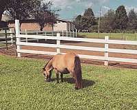 dorsal-miniature-horse