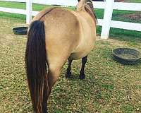 dorsal-stripe-miniature-horse