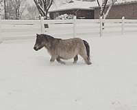 ish-miniature-horse