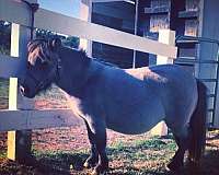 lineback-miniature-horse