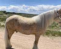 barefoot-haflinger-horse