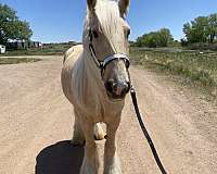 bathes-haflinger-horse