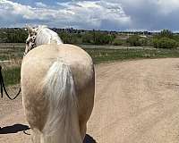 bridlewood-haflinger-horse