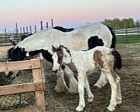 tobiano-with-one-blue-eye-horse