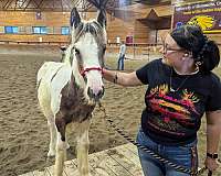 buckskin-tobiano-with-one-blue-eye-horse