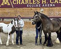 english-riding-gypsy-vanner-horse