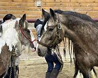 tobiano-with-one-blue-eye-horse