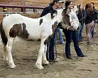 supreme-gypsy-vanner-horse