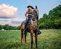 mcnatt-farm-kentucky-mountain-horse