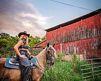 field-trial-horse-kentucky-mountain