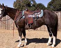 red-roan-bald-face-4-stocking-legs-horse