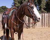 red-roan-trail-class-competit-horse