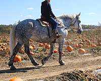 driving-draft-horse