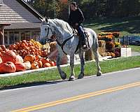 husband-safe-draft-horse