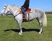 grey-none-horse