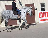 trail-draft-horse