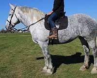 mounted-patrol-draft-horse