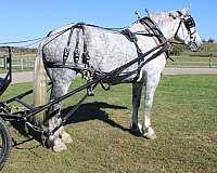 trail-riding-draft-horse