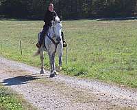 parade-draft-horse