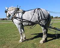 trail-riding-draft-horse