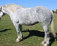 western-riding-draft-horse