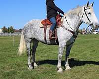 pleasure-driving-draft-horse