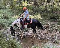 beginner-spotted-saddle-horse