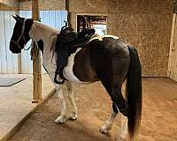 gaited-spotted-saddle-horse