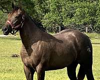 grey-solid-brown-changing-colors-already-horse