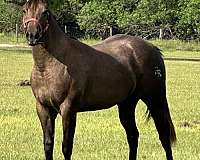 solid-brown-changing-colors-already-horse