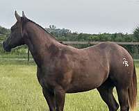 all-around-quarter-horse