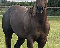 barrel-quarter-horse