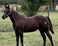 cowboy-mounted-shooting-quarter-horse