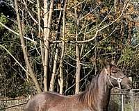 calf-roping-quarter-horse