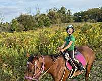 bay-gelding-for-sale