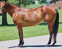 15-hand-quarter-horse-gelding