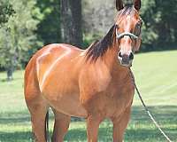 bay-quarter-horse-for-sale