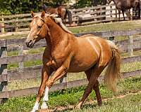 equitation-oldenburg-horse