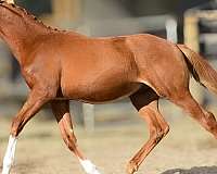 allbreedpedigree-oldenburg-horse