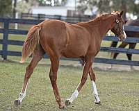 flash-oldenburg-horse