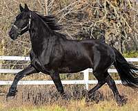 hessel-480-friesian-horse