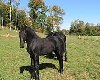 black-none-horse