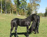 black-friesian-filly