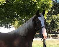 draft-draft-saddlebred-horse