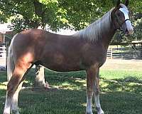 cross-draft-saddlebred-horse